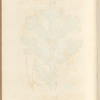 The male fir, or silver fir