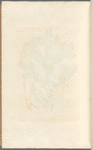 The male fir, or silver fir