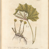 Colt's-foot or foles-foot
