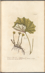 Colt's-foot or foles-foot
