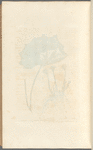 Colt's-foot or foles-foot