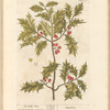 The holly-tree