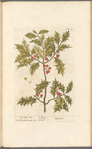 The holly-tree