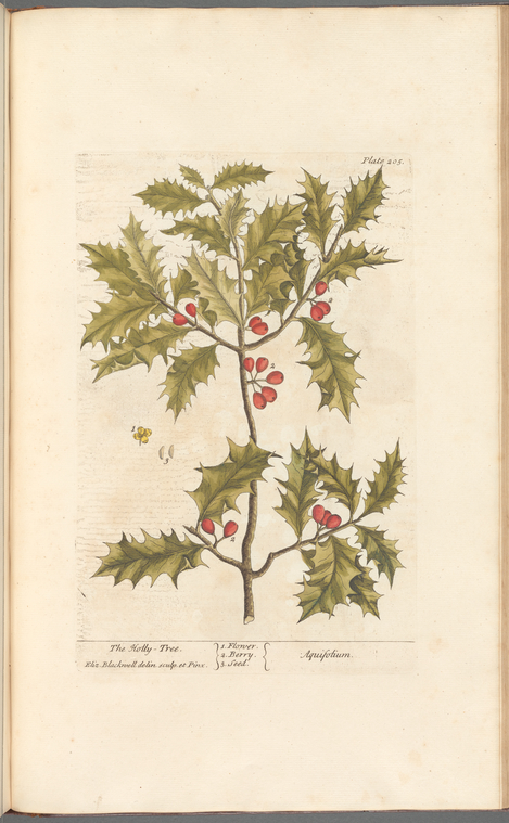 The holly-tree - NYPL Digital Collections