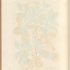 The holly-tree