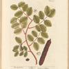 The carob tree