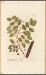 The carob tree