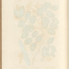 The carob tree