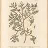 The tree of life