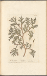 The tree of life