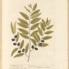 The wild olive tree
