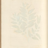 The wild olive tree