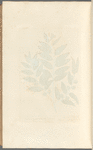 The wild olive tree