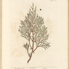 The savine tree