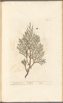 The savine tree