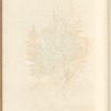 The savine tree