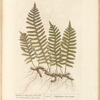 Wall-fern or polypody of the oak