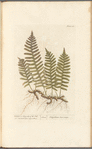 Wall-fern or polypody of the oak