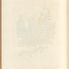 Wall-fern or polypody of the oak
