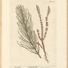 Horsetail