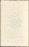 Sea scurvy-grass