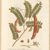 East India tamarind