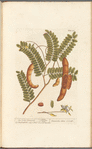 East India tamarind