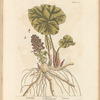 Butterbur