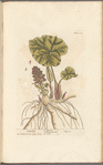 Butterbur