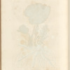Butterbur