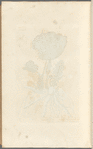 Butterbur