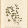 Ground ivy or alehoof