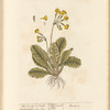 The cowslip or paigle