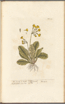 The cowslip or paigle
