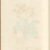 The cowslip or paigle