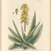 The common aloes