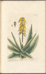 The common aloes