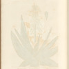 The common aloes