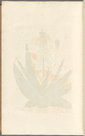 The common aloes