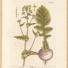 Turnep