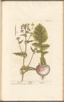 Turnep