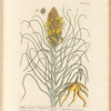 Yellow asphodel or king's spear