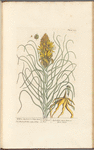 Yellow asphodel or king's spear