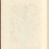 Yellow asphodel or king's spear