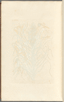 Yellow asphodel or king's spear