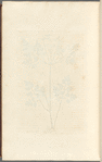 Chervil