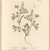 Fumitory