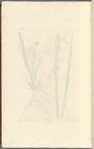 The true white asphodel