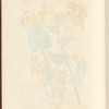 Great woolf's-bane or leopard's-bane