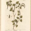 Birch